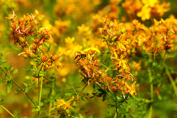 Hypericum flowers (Hypericum perforatum or St John's wort) on the meadow , selective focus on some flowers