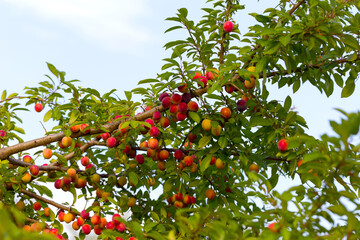 Red plum fruits on branch with green leaves growing in the garden. Plum. Plum on branch. Plum ripe