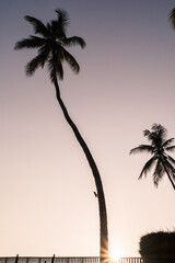 silhouette of palm trees