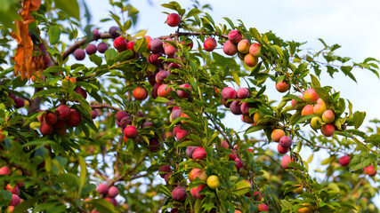Red plum fruits on branch with green leaves growing in the garden. Plum. Plum on branch. Plum ripe