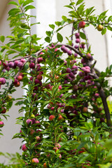 Red plum fruits on branch with green leaves growing in the garden. Plum. Plum on branch. Plum ripe