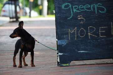 Puppy Waits Outside Neighborhood Grocery Store