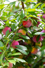 Red plum fruits on branch with green leaves growing in the garden. Plum. Plum on branch. Plum ripe