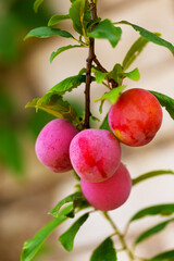 Red plum fruits on branch with green leaves growing in the garden. Plum. Plum on branch. Plum ripe