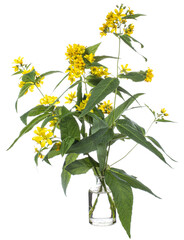 Lysimachia vulgaris (yellow loosestrife or garden loosestrife) in a glass vessel on a white background