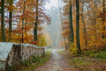 path in the autumn forest