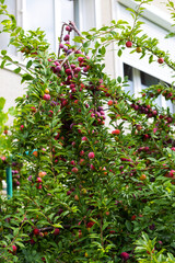 Red plum fruits on branch with green leaves growing in the garden. Plum. Plum on branch. Plum ripe