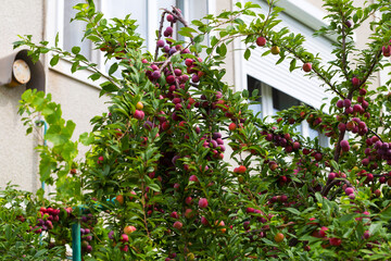 Fototapeta na wymiar Red plum fruits on branch with green leaves growing in the garden. Plum. Plum on branch. Plum ripe