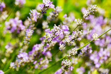 Lavender bushes closeup, selective focus on some flowers. Lavender in the garden, soft light effect. Violet bushes at the center of picture.