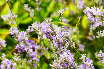 Lavender bushes closeup, selective focus on some flowers. Lavender in the garden, soft light effect. Violet bushes at the center of picture.