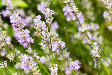 Lavender bushes closeup, selective focus on some flowers. Lavender in the garden, soft light effect. Violet bushes at the center of picture.