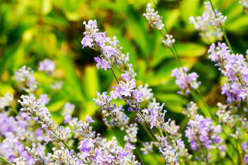 Fototapeta na wymiar Lavender bushes closeup, selective focus on some flowers. Lavender in the garden, soft light effect. Violet bushes at the center of picture.