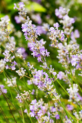 Lavender bushes closeup, selective focus on some flowers. Lavender in the garden, soft light effect. Violet bushes at the center of picture.