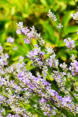 Obraz premium Lavender bushes closeup, selective focus on some flowers. Lavender in the garden, soft light effect. Violet bushes at the center of picture.