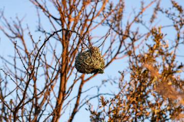 Village weaver bird's nest in sunset