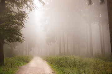 misty and foggy morning in the forest