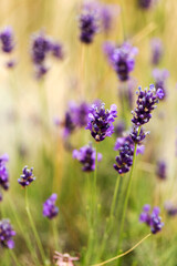 Obraz premium Lavender bushes closeup, selective focus on some flowers. Lavender in the garden, soft light effect. Violet bushes at the center of picture.