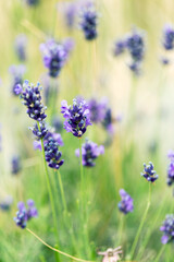 Fototapeta premium Lavender bushes closeup, selective focus on some flowers. Lavender in the garden, soft light effect. Violet bushes at the center of picture.