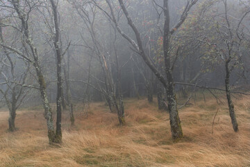 Fototapeta na wymiar foggy path in the forest in the morning
