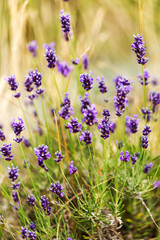 Fototapeta premium Lavender bushes closeup, selective focus on some flowers. Lavender in the garden, soft light effect. Violet bushes at the center of picture.