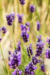 Obraz premium Lavender bushes closeup, selective focus on some flowers. Lavender in the garden, soft light effect. Violet bushes at the center of picture.
