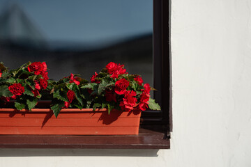 window with red flowers on  white wall, red potted flowers decorate building