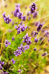 Lavender bushes closeup, selective focus on some flowers. Lavender in the garden, soft light effect. Violet bushes at the center of picture.