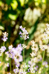 Lavender bushes closeup, selective focus on some flowers. Lavender in the garden, soft light effect. Violet bushes at the center of picture.