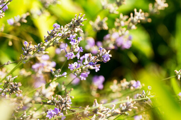 Lavender bushes closeup, selective focus on some flowers. Lavender in the garden, soft light effect. Violet bushes at the center of picture.