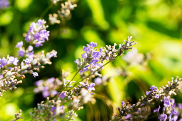Lavender bushes closeup, selective focus on some flowers. Lavender in the garden, soft light effect. Violet bushes at the center of picture.