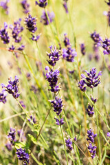 Lavender bushes closeup, selective focus on some flowers. Lavender in the garden, soft light effect. Violet bushes at the center of picture.