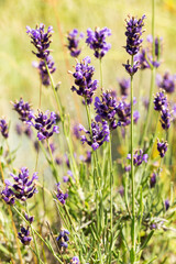 Lavender bushes closeup, selective focus on some flowers. Lavender in the garden, soft light effect. Violet bushes at the center of picture.