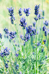 Lavender bushes closeup, selective focus on some flowers. Lavender in the garden, soft light effect. Violet bushes at the center of picture.