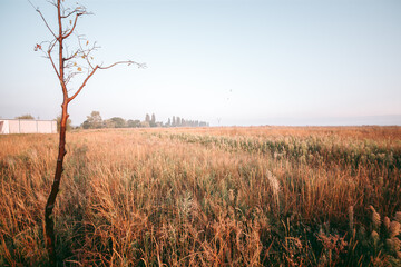 Fototapeta premium Beautiful wild eco environment near the city