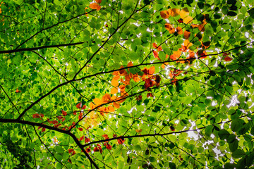 autumn leaves on a tree with different colors