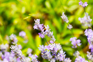 Fototapeta premium Lavender flowers at sunlight in a soft focus, pastel colors and blur background. Violet bushes at the center of picture. Lavender in the garden, soft light effect.