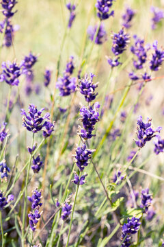 Lavender bushes closeup, selective focus on some flowers. Lavender in the garden, soft light effect. Violet bushes at the center of picture. © Elena