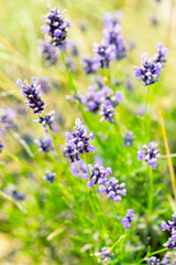 Obraz premium Lavender flowers at sunlight in a soft focus, pastel colors and blur background. Violet bushes at the center of picture. Lavender in the garden, soft light effect.