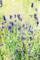 Lavender flowers at sunlight in a soft focus, pastel colors and blur background. Violet bushes at the center of picture. Lavender in the garden, soft light effect.