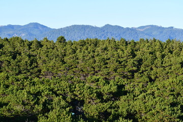Fototapeta na wymiar Coastal forest and mountain range.