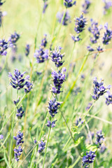 Lavender flowers at sunlight in a soft focus, pastel colors and blur background. Violet bushes at the center of picture. Lavender in the garden, soft light effect.