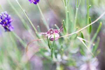 Pink crab spider