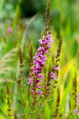 Flowers Ivan Tea - medicinal plant closeup. Macro. Soft selective focus