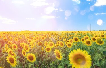 Obraz premium Agriculture.