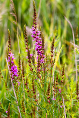 Flowers Ivan Tea - medicinal plant closeup. Macro. Soft selective focus