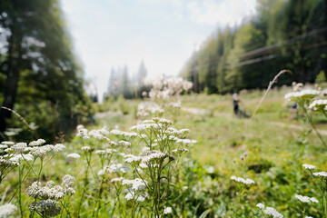 wild flowers in the meadow