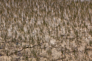 Grassy Geothermal Background