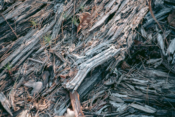 Beautiful wild eco environment near the city