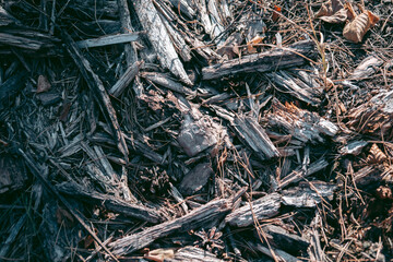 Beautiful wild eco environment near the city