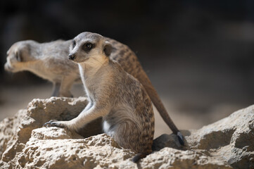 Fototapeta premium Meerkat or Suricate Brothers 
